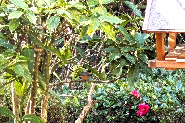 一生懸命に器用に枝の上で何度も突いて殻を割っています。